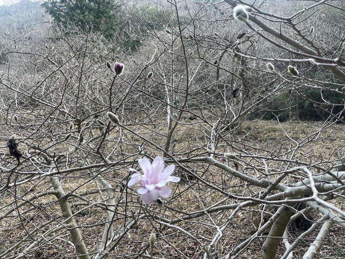 椛（なぐさ）のシデコブシ自生地