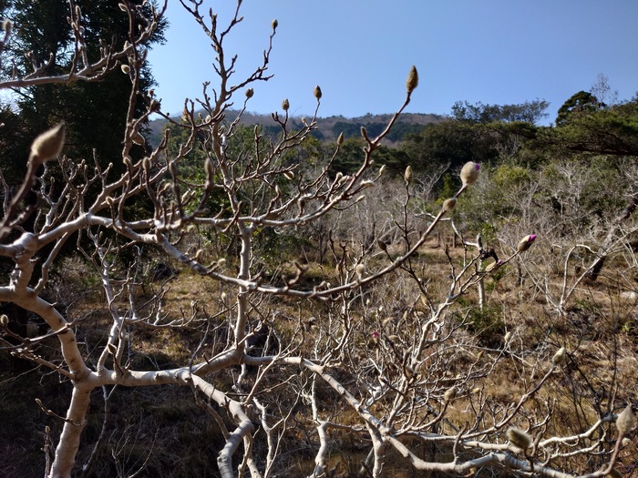 藤七原湿地植物群落のシデコブシ