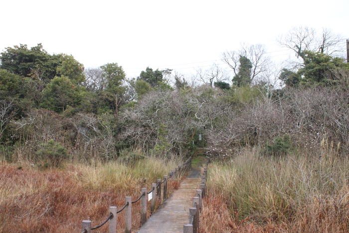 黒河湿地植物群落のシデコブシ