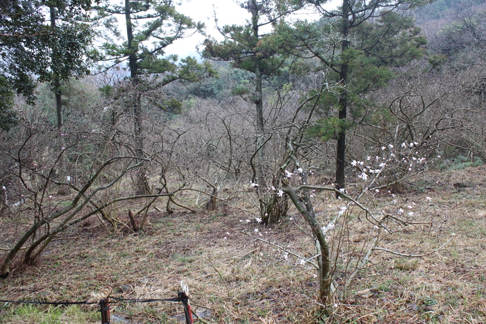 椛のシデコブシ自生地