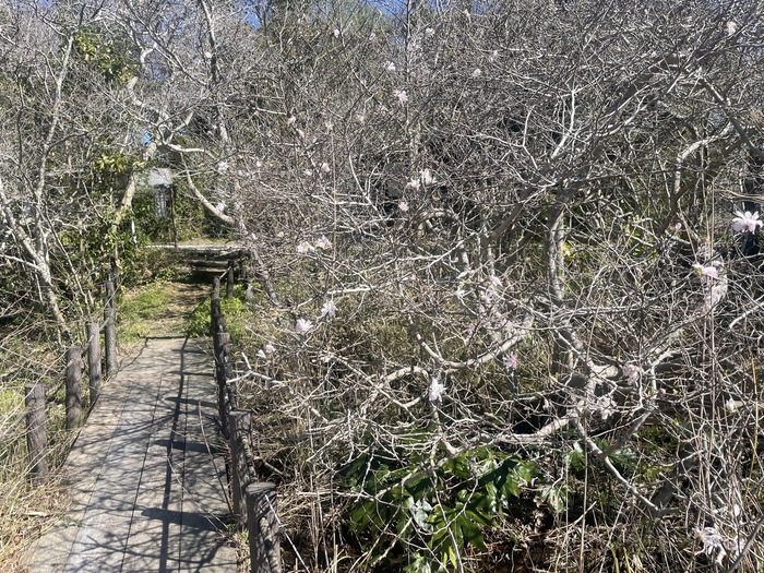 黒河湿地植物群落