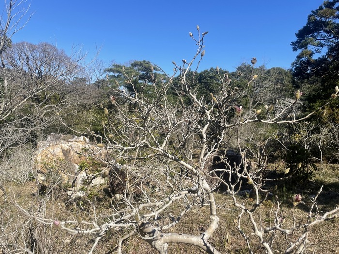 藤七原湿地植物群落