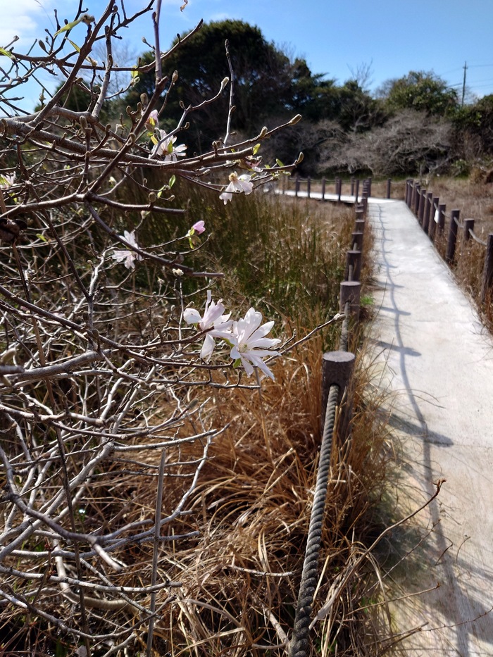 黒河湿地植物群落のシデコブシ