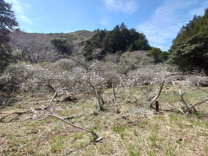 椛（なぐさ）のシデコブシ自生地