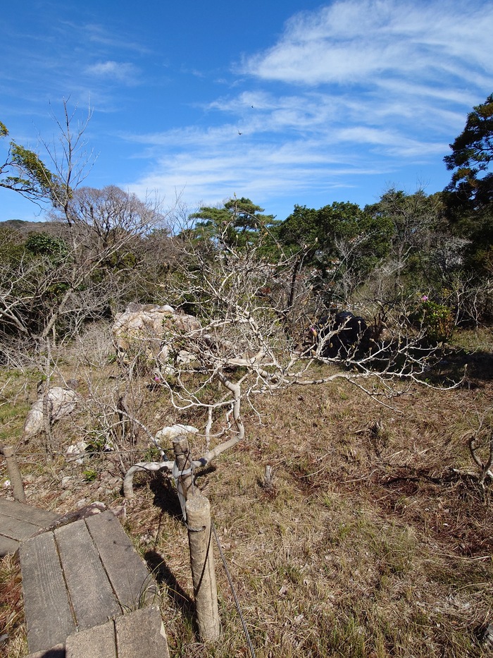 藤七原湿地植物群落のシデコブシ