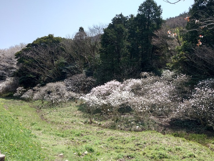 伊川津のシデコブシ