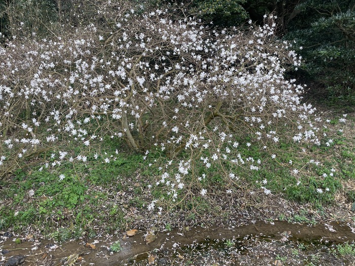 伊川津のシデコブシ