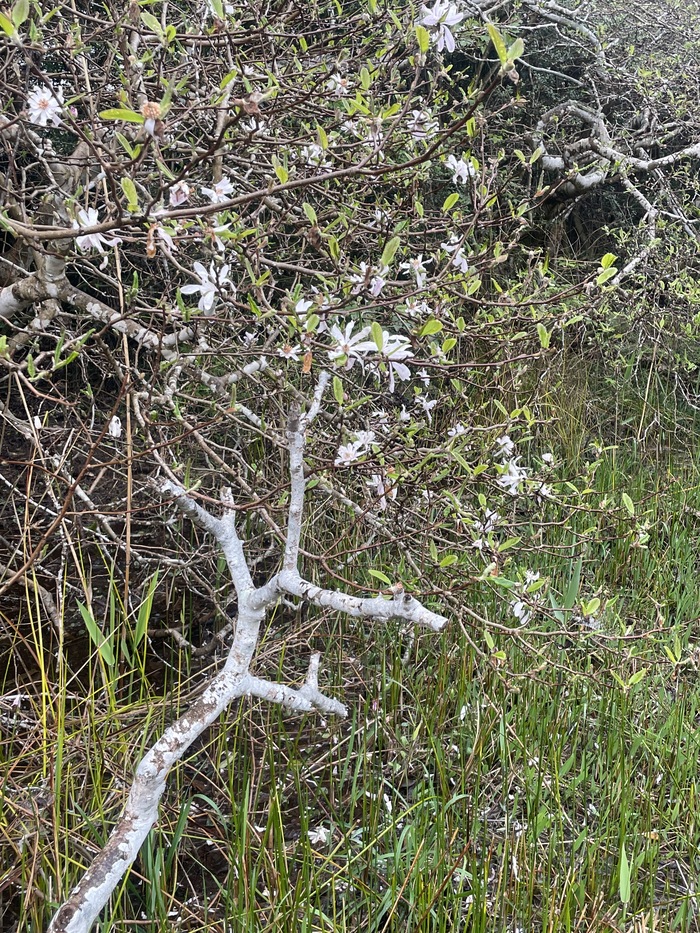 黒河湿地植物群落