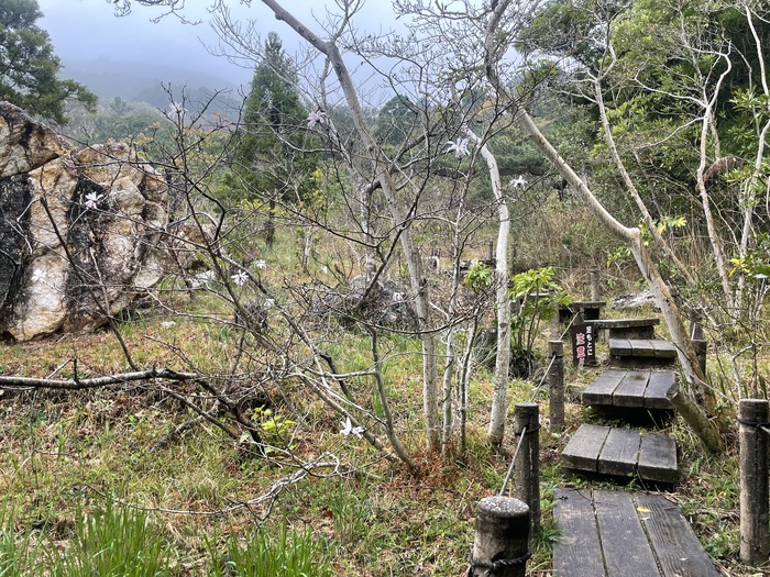 藤七原湿地植物群落