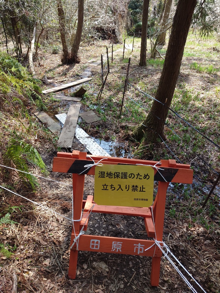 椛のシデコブシ　一部立ち入り禁止