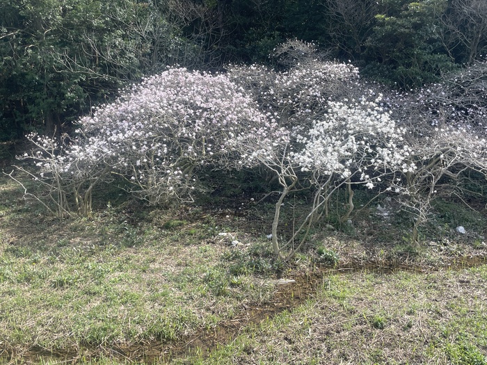 伊川津のシデコブシの3月30日の様子。2枚目