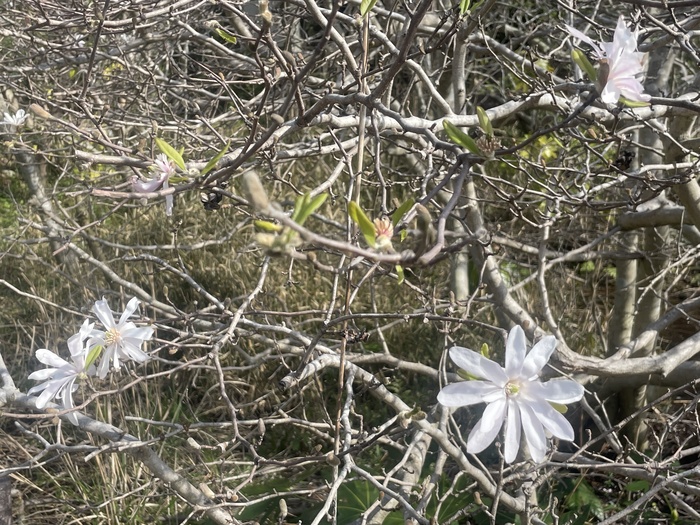 黒河湿地植物群落のシデコブシの3月30日の様子