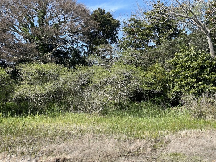 黒河湿地植物群落の4月9日現在の様子