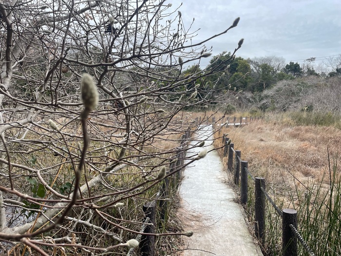 黒河湿地植物群落　3月1日（金曜日）