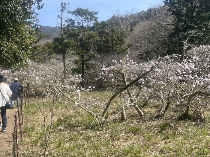 椛のシデコブシの3月30日の様子。見ごろを迎えています。