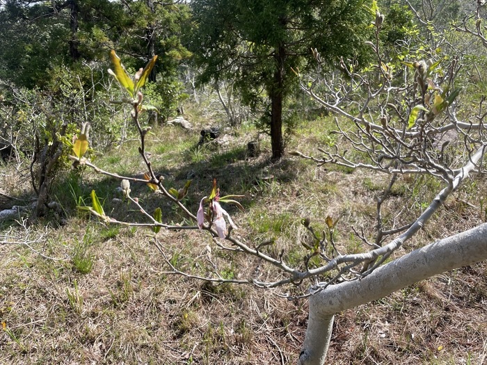 藤七原湿地植物群落のシデコブシの4月9日の様子