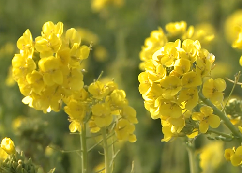 菜の花の風景動画（外部リンク・新しいウィンドウで開きます）