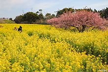 写真：菜の花畑と河津桜
