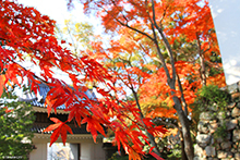 写真：秋に敷地内の木々が紅葉している