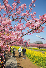写真：河津桜の花が咲いているところを近くで撮った様子