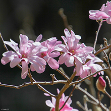 写真：シデコブシの花を近くで撮った様子