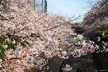 写真：小川に沿って桜が咲いている様子