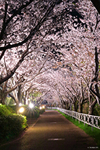 写真：清谷川沿いに咲く桜のライトアップ