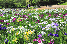 写真：初立池公園のしょうぶ