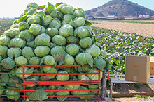 写真：山盛りのキャベツ