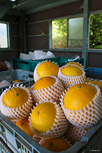 写真：イエローキング