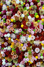 写真：渥美半島の花々