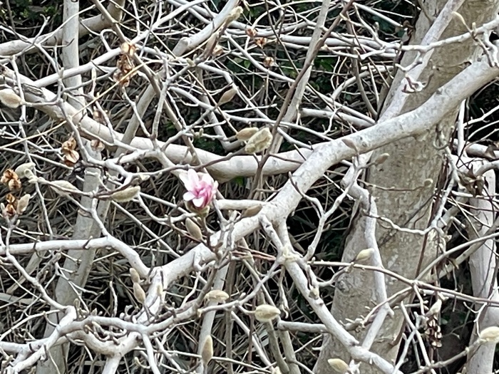 伊川津のシデコブシ　3月11日の様子