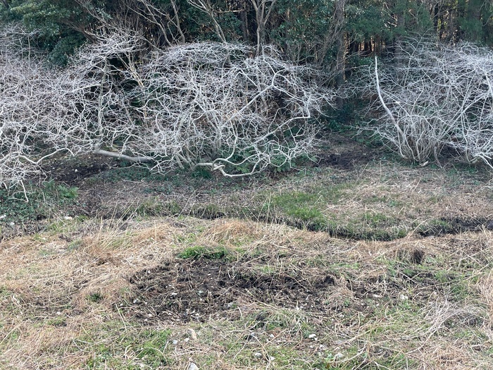 伊川津のシデコブシ　3月11日の様子