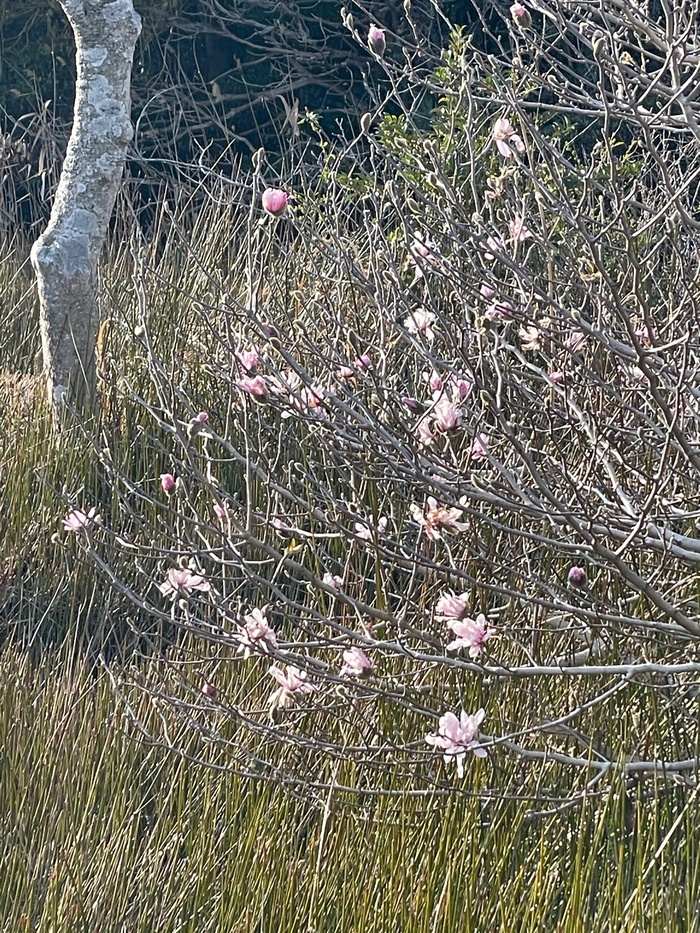 黒河湿地植物群落のシデコブシ　3月11日の様子