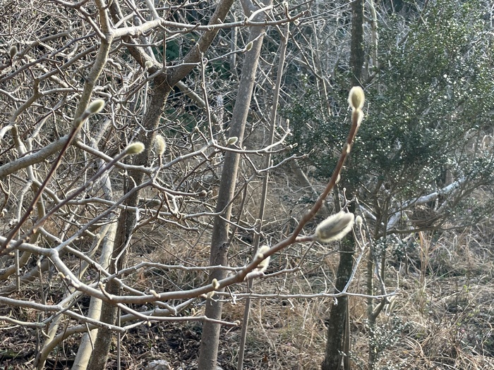 椛のシデコブシ　3月11日の様子