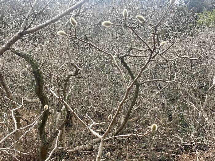 椛（なぐさ）のシデコブシ