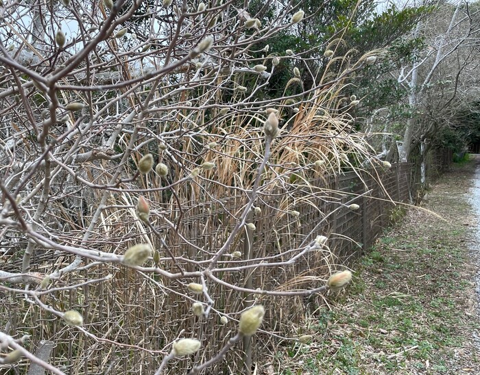 黒河湿地植物群落