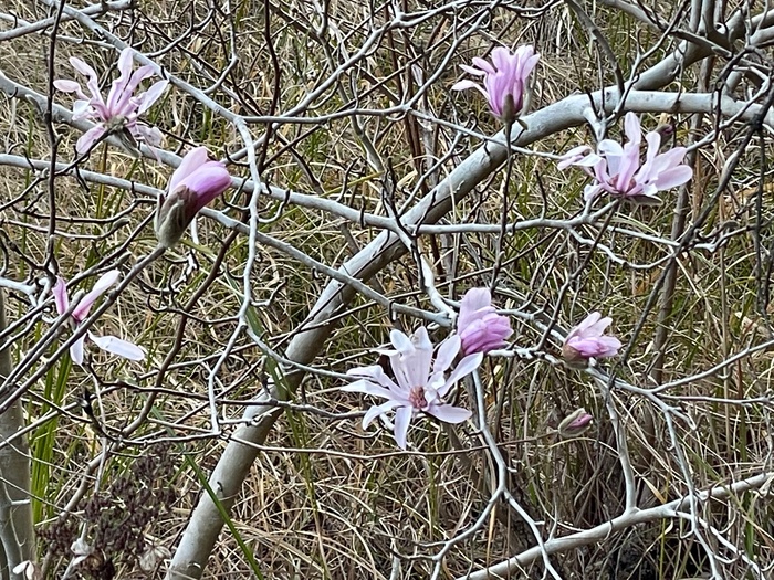 藤七原湿地植物群落　3月11日の様子