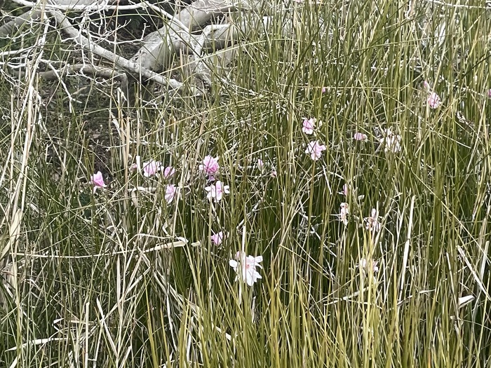 黒河湿地植物群落　3月16日の様子