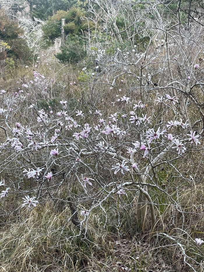 藤七原湿地植物群落　3月16日の様子