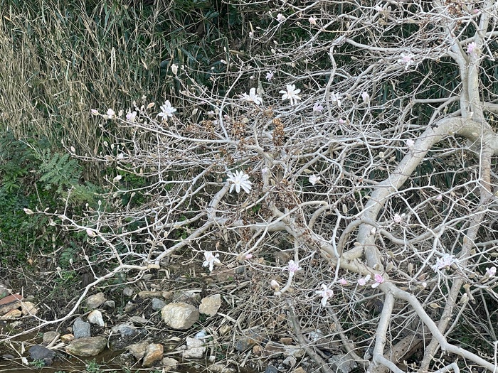 伊川津のシデコブシ　3月17日の様子