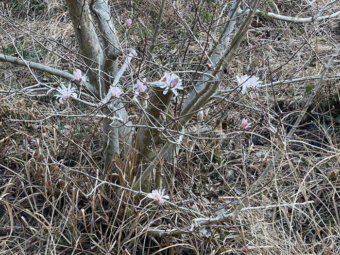 椛のシデコブシ　3月17日の様子