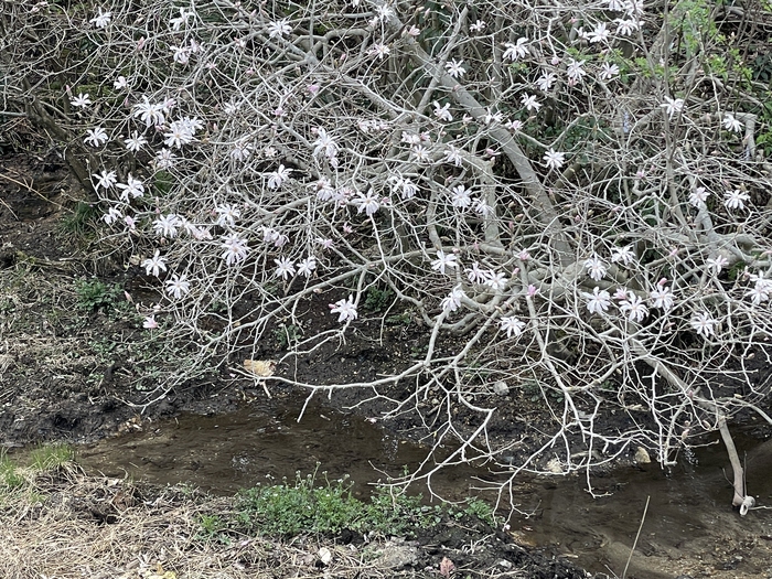 伊川津のシデコブシ　3月24日の様子