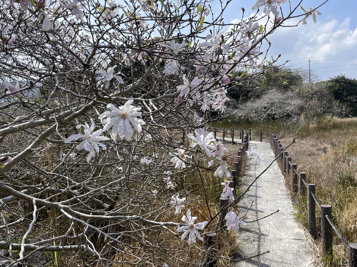 黒河湿地植物群落　3月24日の様子