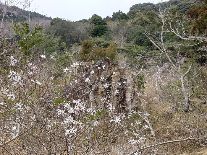 椛のシデコブシ自生地　3月24日の様子