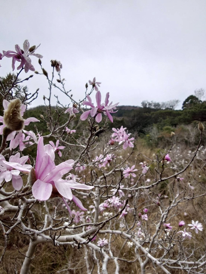 藤七原湿地植物群落　3月24日の様子