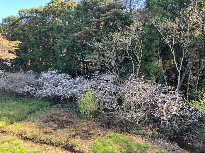 伊川津のシデコブシ4月2日（木曜日）の様子