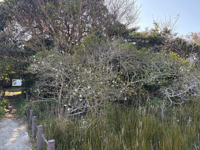 黒河湿地植物群落　4月2日（木曜日）の様子