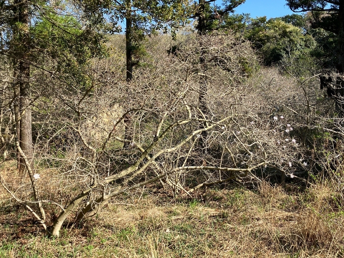 椛のシデコブシ自生地　4月2日の様子