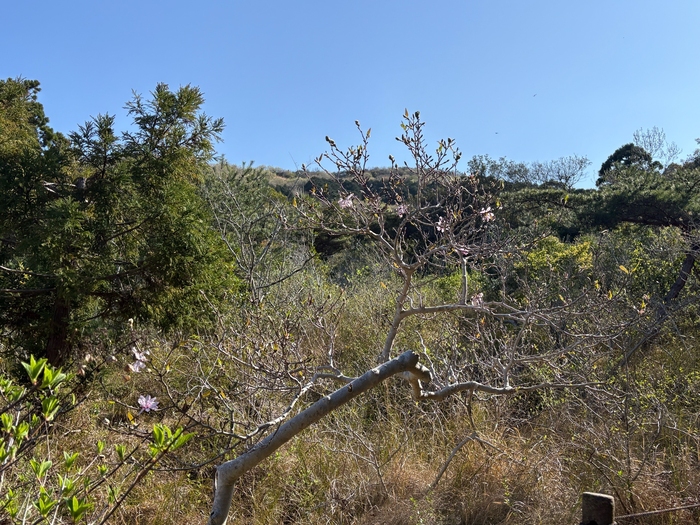 藤七原湿地植物群落　4月2日（木曜日）の様子